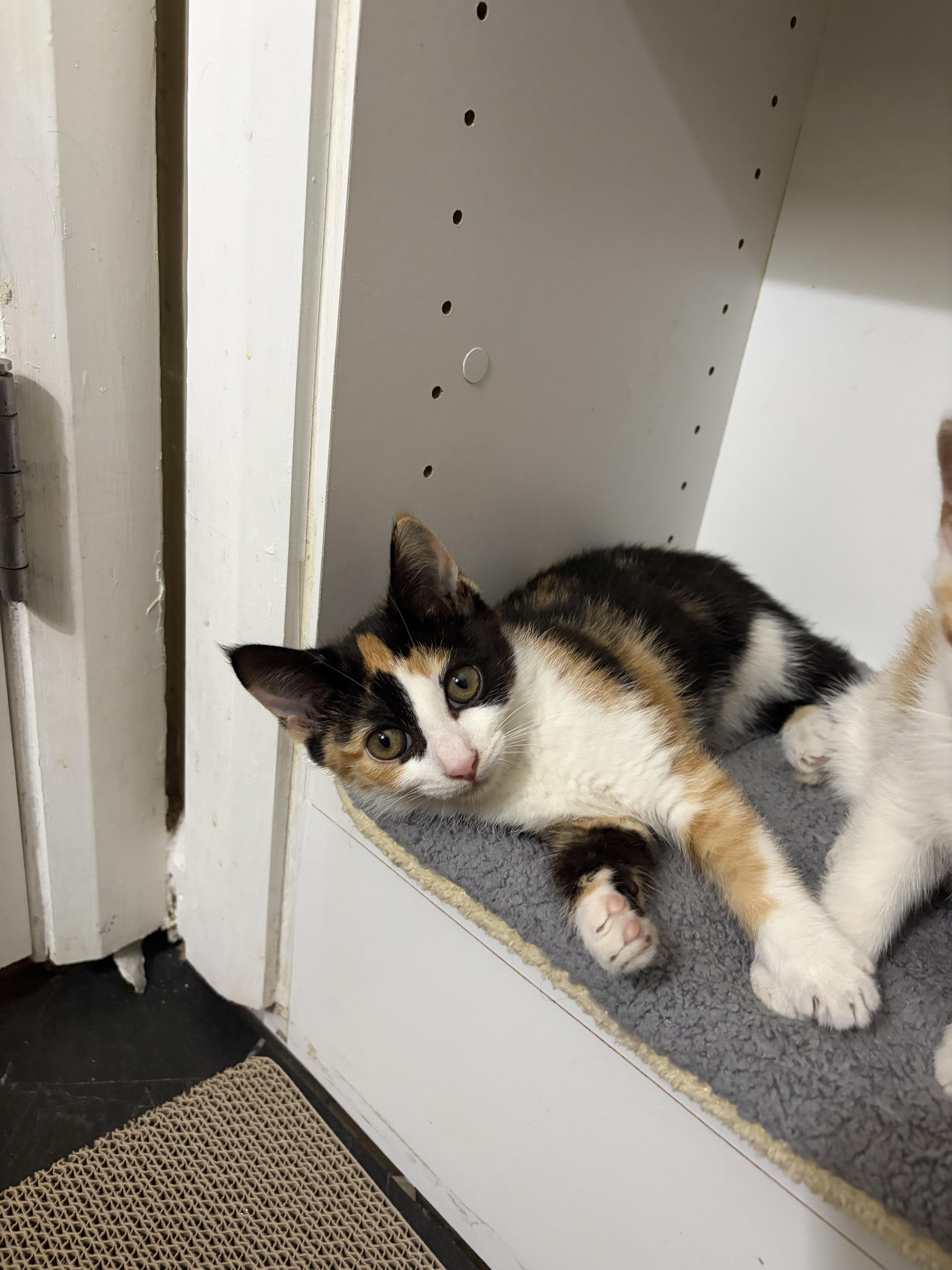 Enlarge Posie, an adopted Calico in Columbus, OH image 3/6