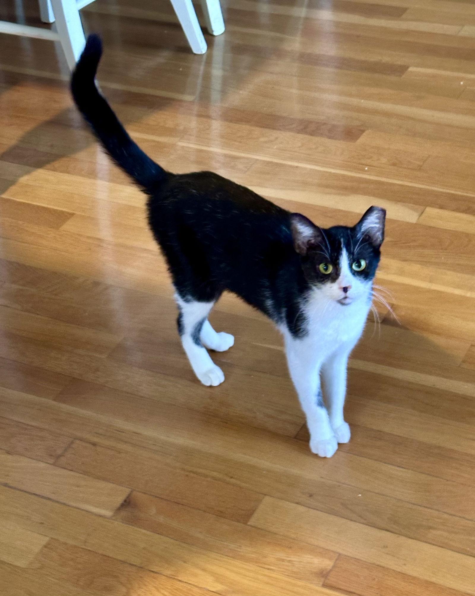 Valentina, Adopted, Adult Female Tuxedo & Domestic Short Hair.