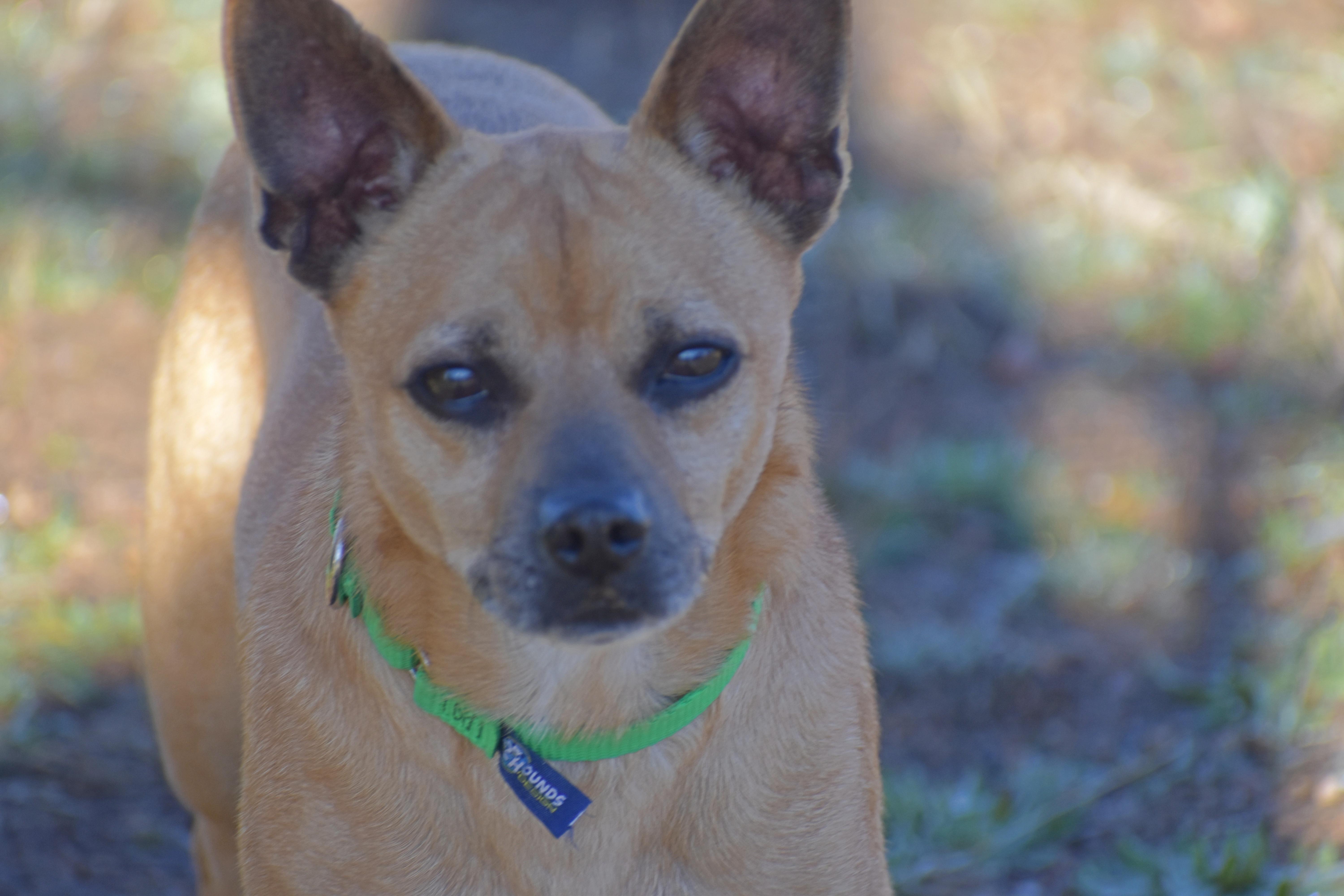 Enlarge Tommy-Two-Socks, a Adoptable mixed breed in Yarnell, AZ image 5/5