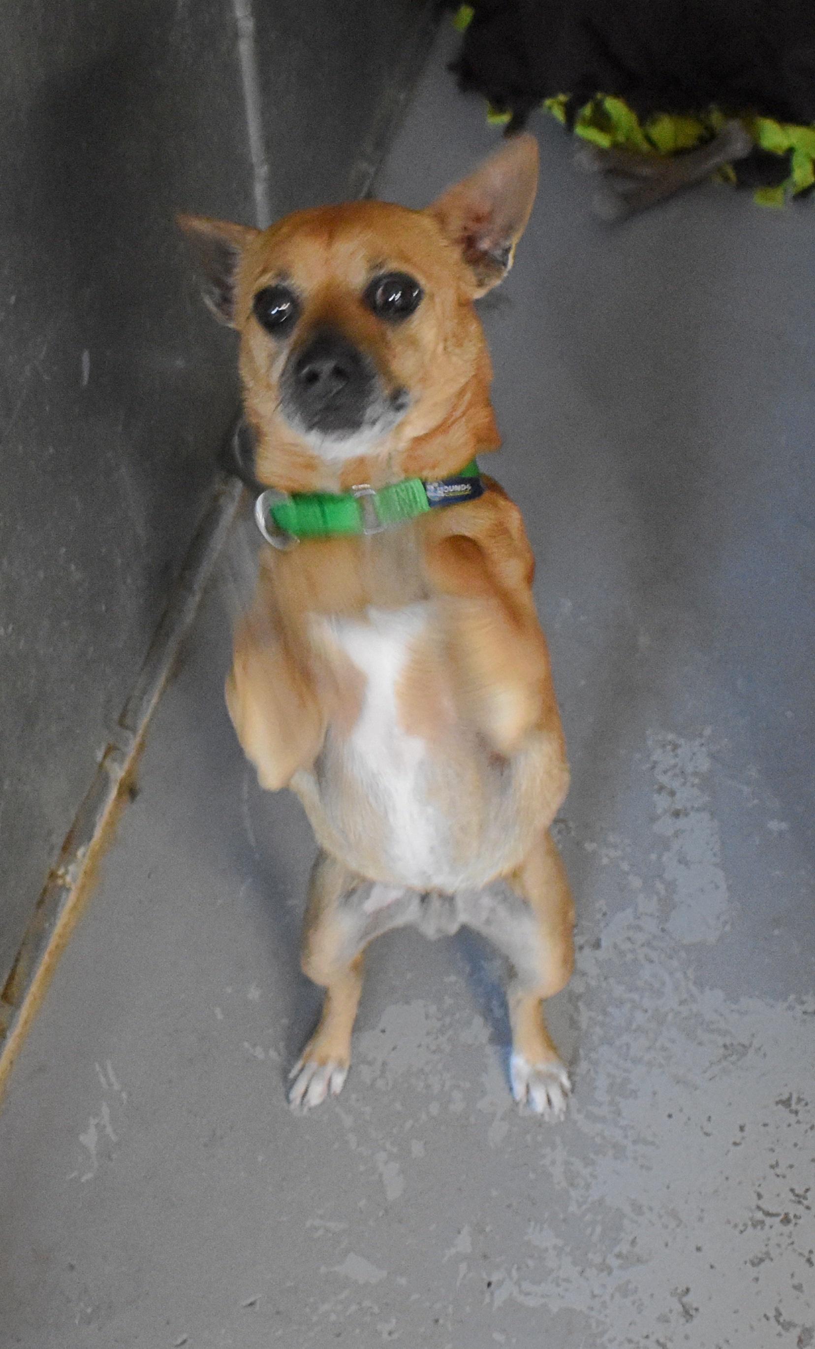 Enlarge Tommy-Two-Socks, a Adoptable mixed breed in Yarnell, AZ image 1/5