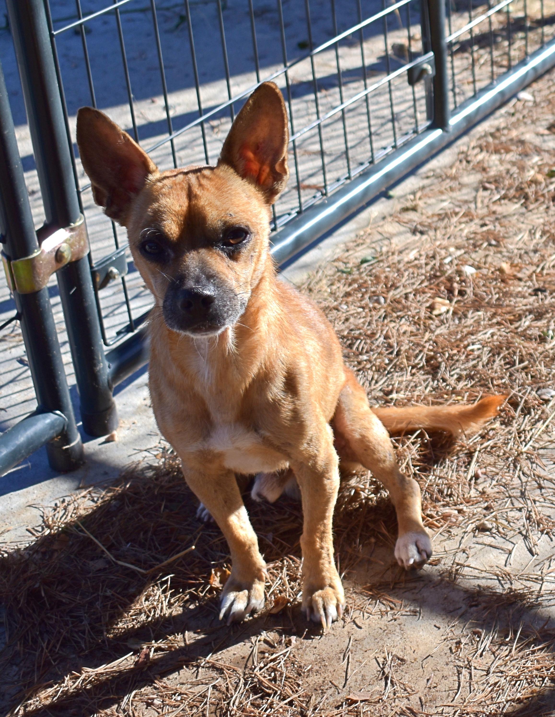 Tom, a Adoptable mixed breed in Yarnell, AZ image 1/3