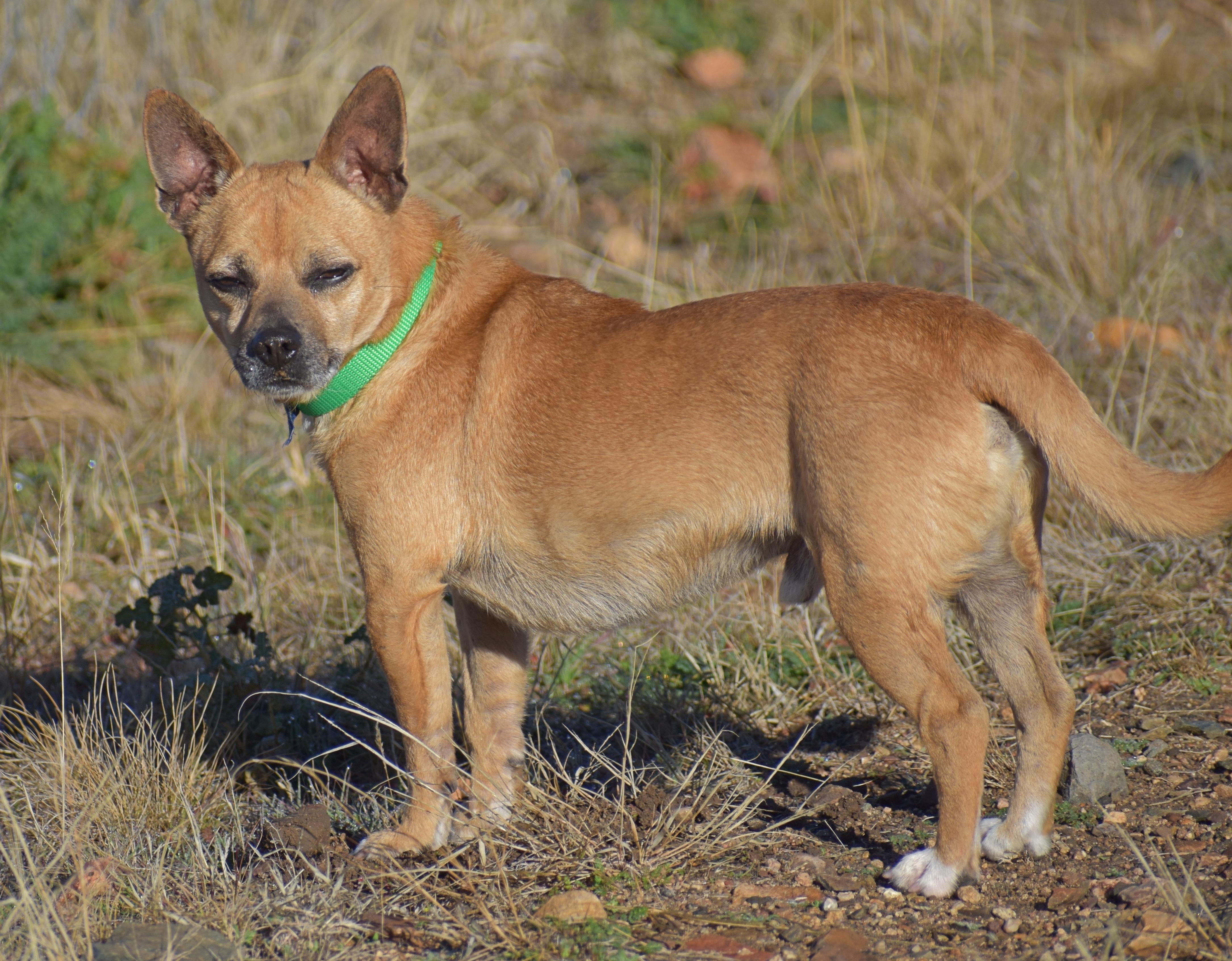 Enlarge Tommy-Two-Socks, a Adoptable mixed breed in Yarnell, AZ image 4/5