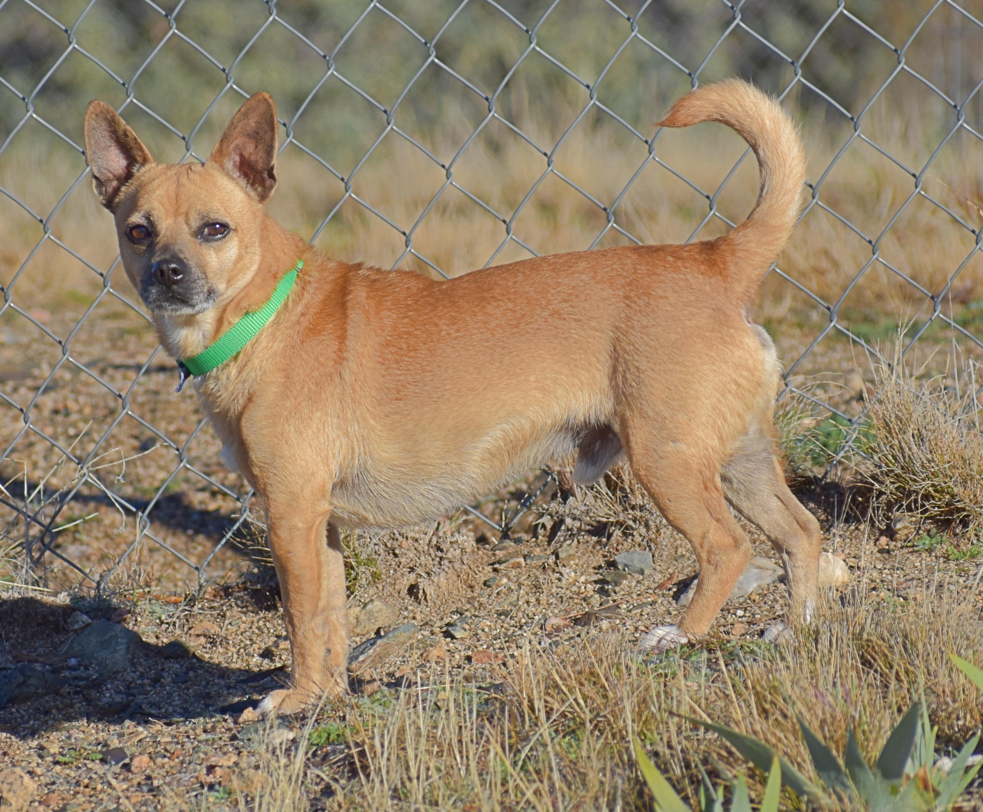 Enlarge Tommy-Two-Socks, a Adoptable mixed breed in Yarnell, AZ image 2/5
