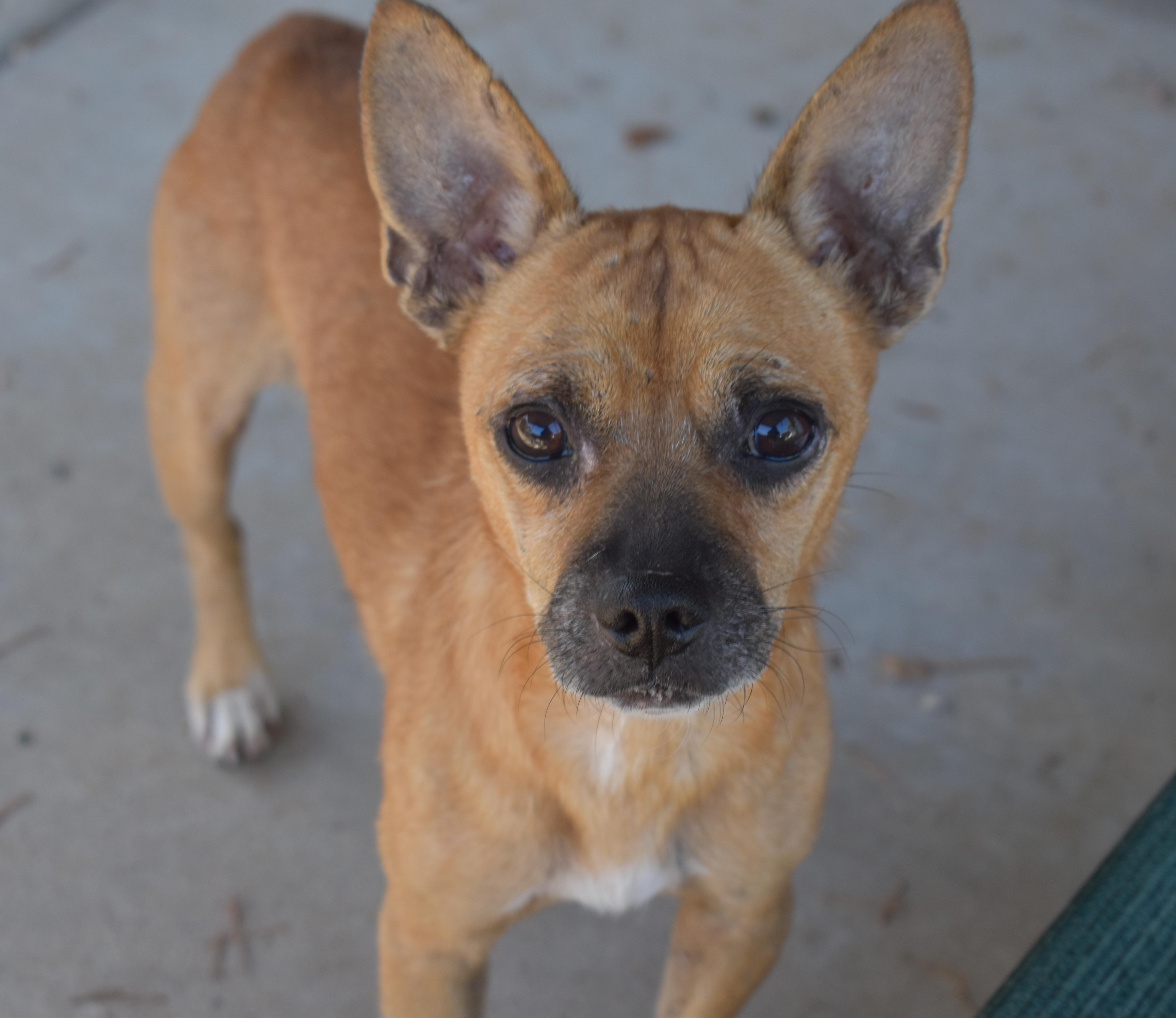 Tom, a Adoptable mixed breed in Yarnell, AZ image 3/3