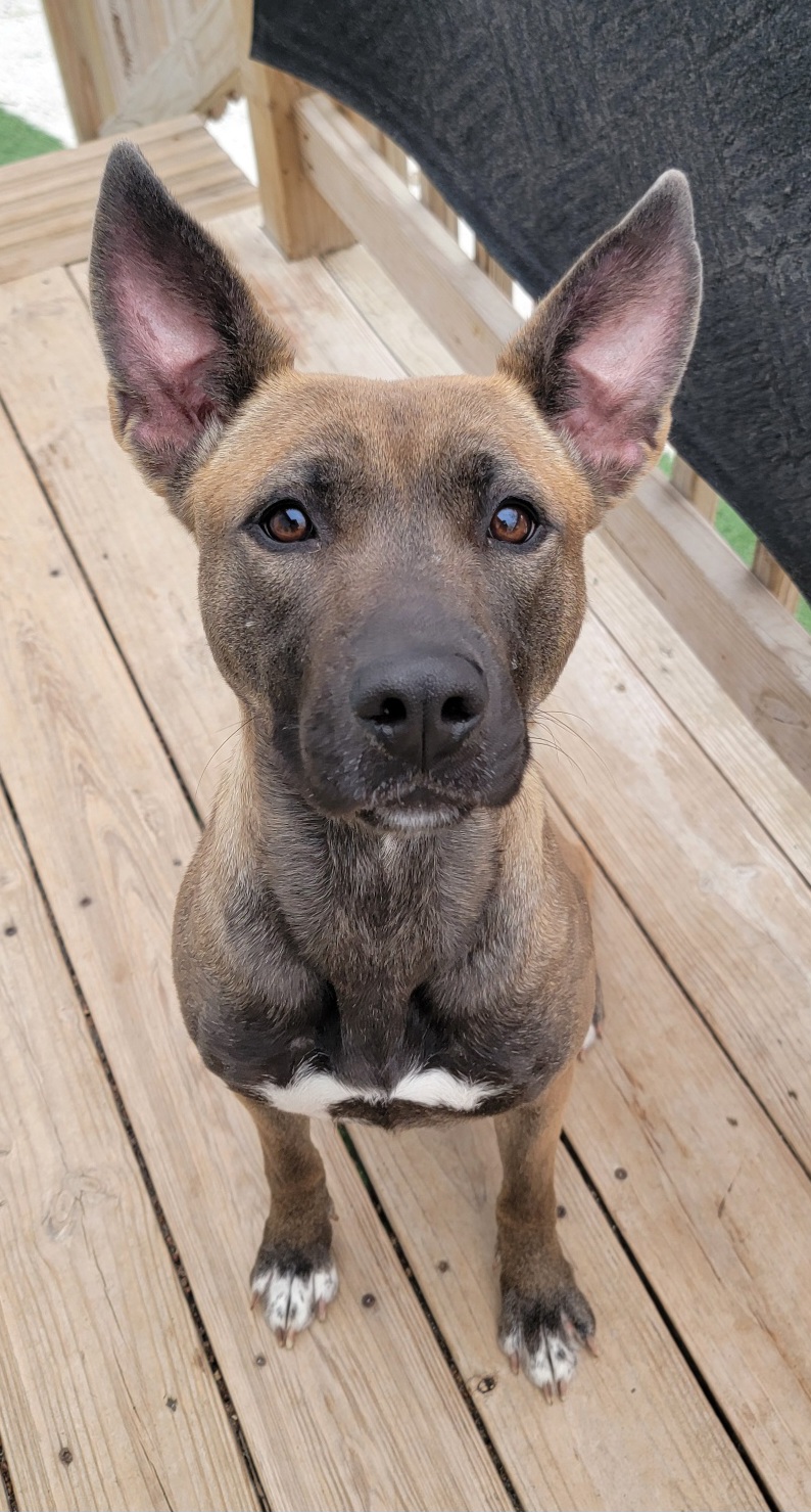 Princess, a Adoptable mixed breed in Sioux City, IA image 4/6