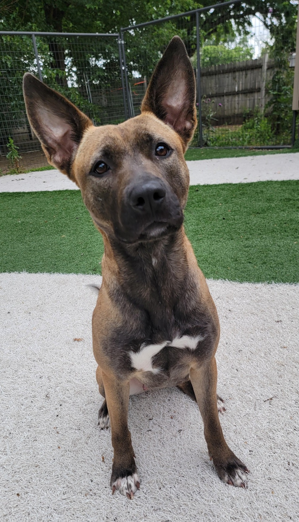 Princess, a Adoptable mixed breed in Sioux City, IA image 2/6