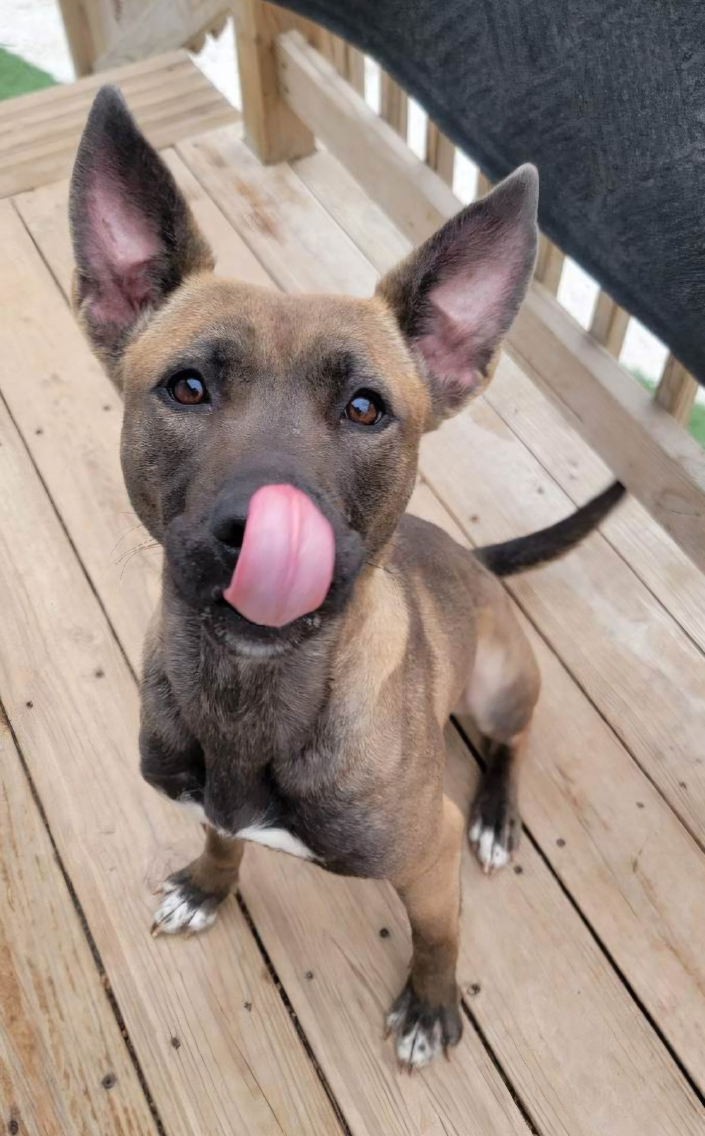 Princess, a Adoptable mixed breed in Sioux City, IA image 3/6