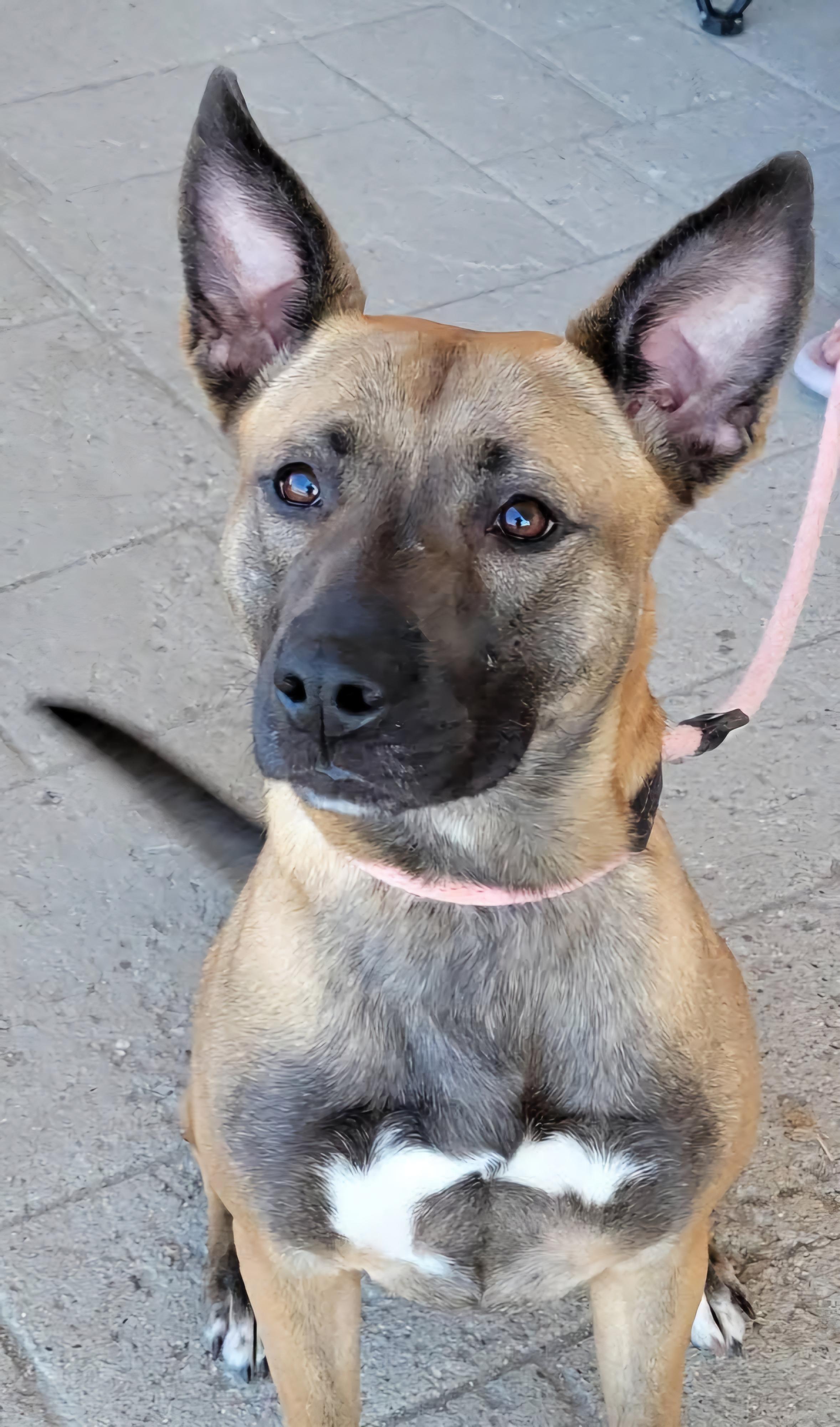 Princess, a Adoptable mixed breed in Sioux City, IA image 6/6