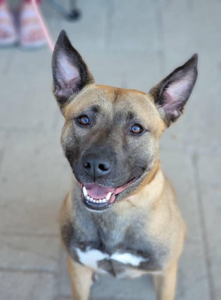 Princess, a Adoptable mixed breed in Sioux City, IA image 1/6