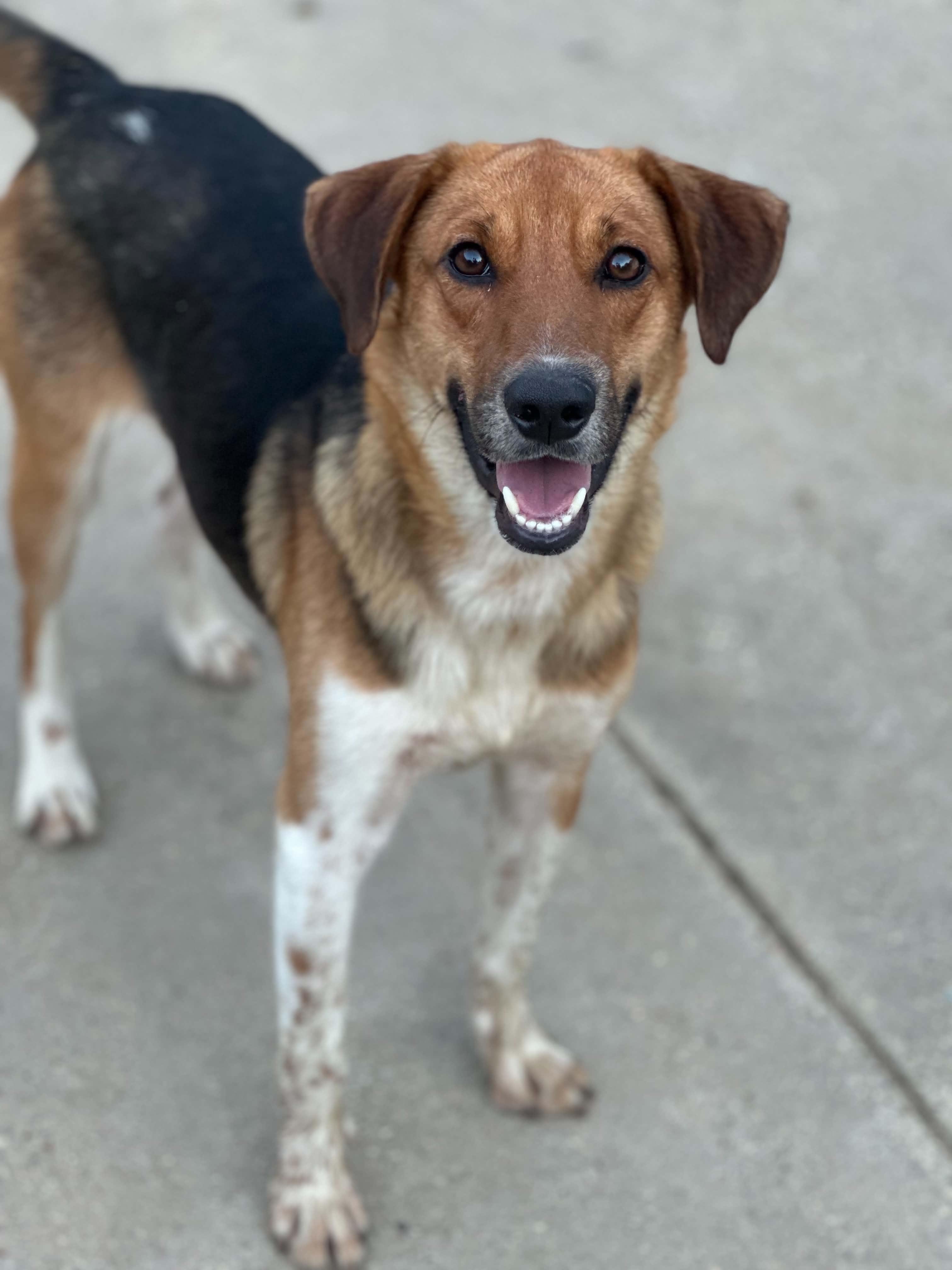 Enlarge Wade, a ADOPTABLE mixed breed in Ocean Springs, MS image 4/4
