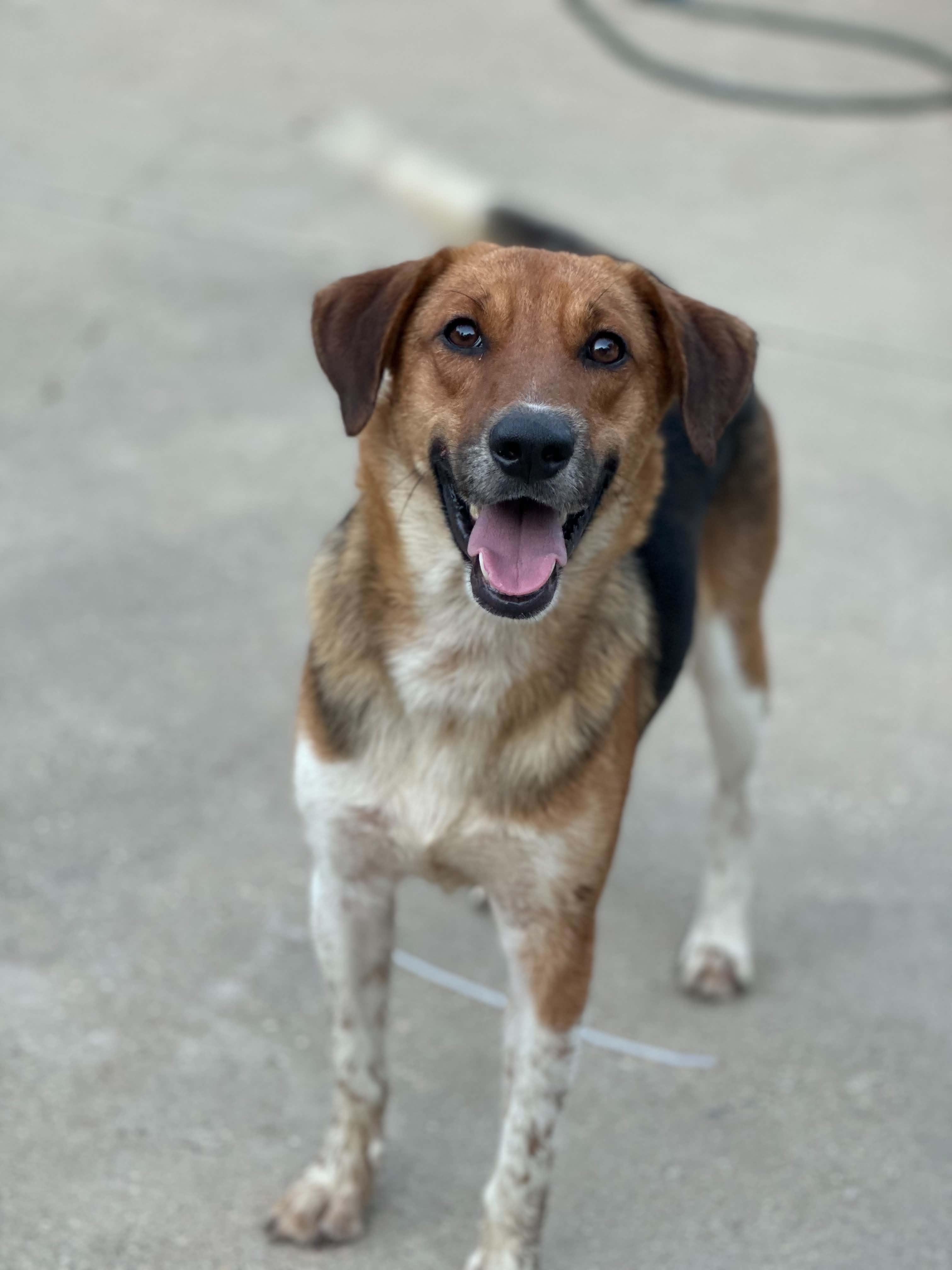 Wade, ADOPTABLE, Young Male German Shepherd Dog & Cattle Dog.