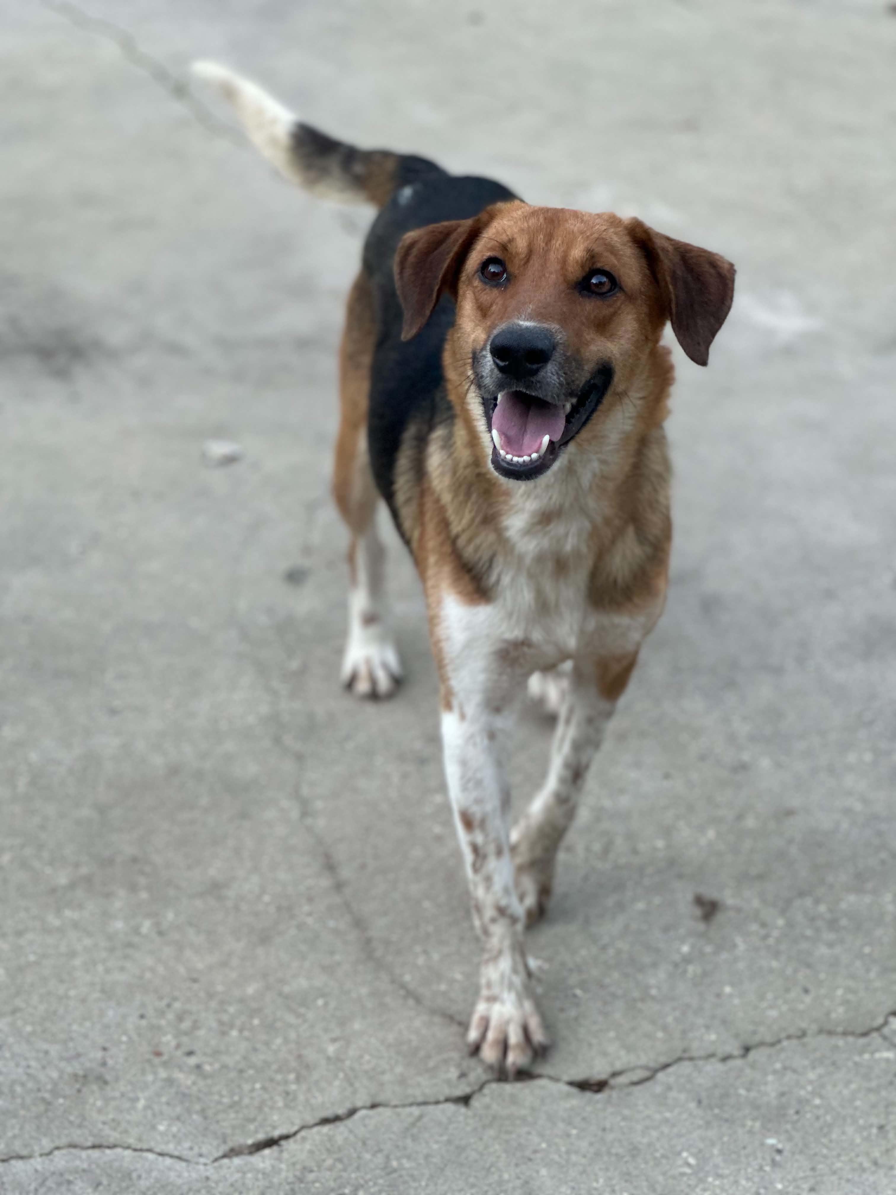 Enlarge Wade, a ADOPTABLE mixed breed in Ocean Springs, MS image 3/4