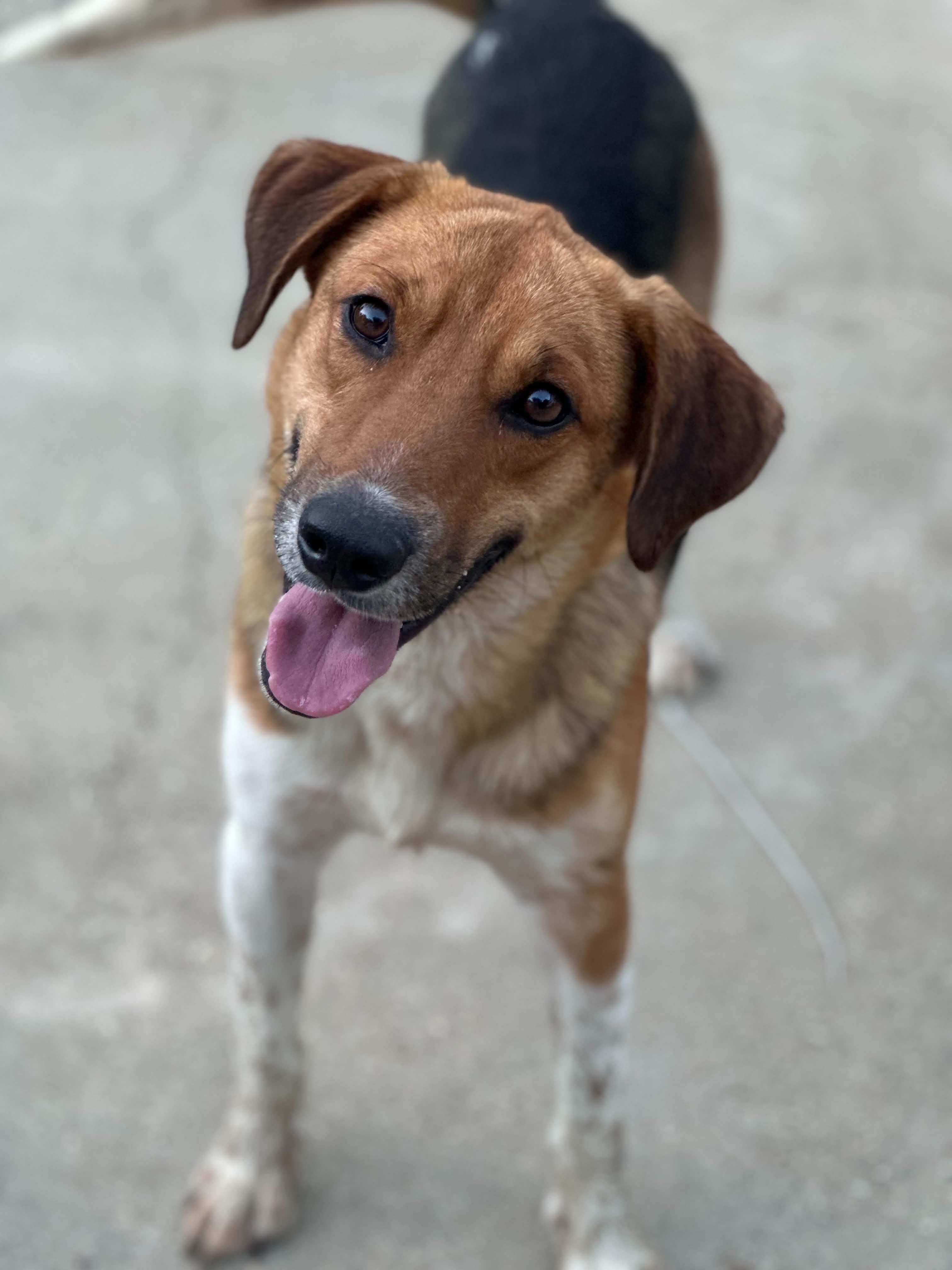 Enlarge Wade, a ADOPTABLE mixed breed in Ocean Springs, MS image 2/4