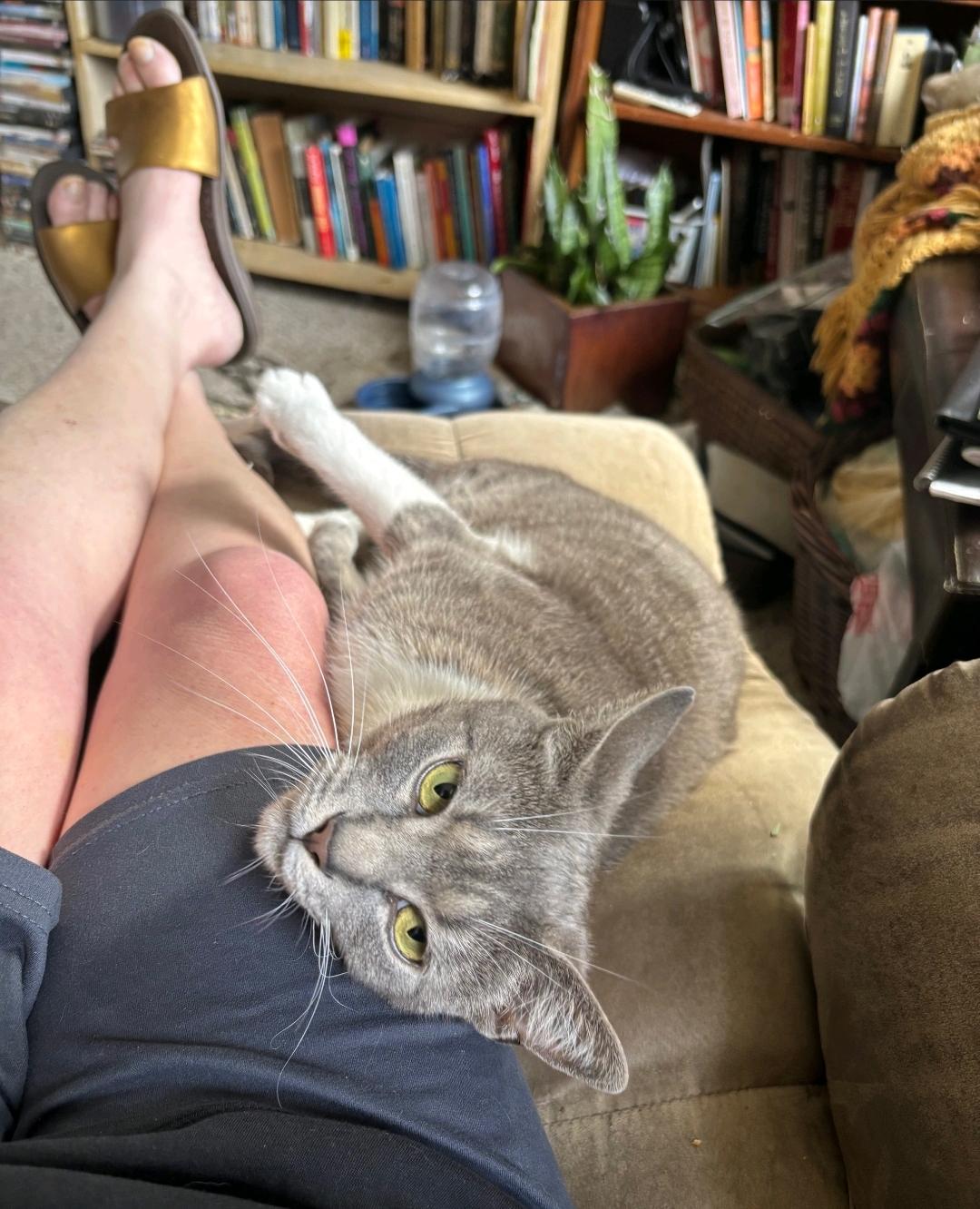 Jay Lynne, Adult Female Domestic Short Hair