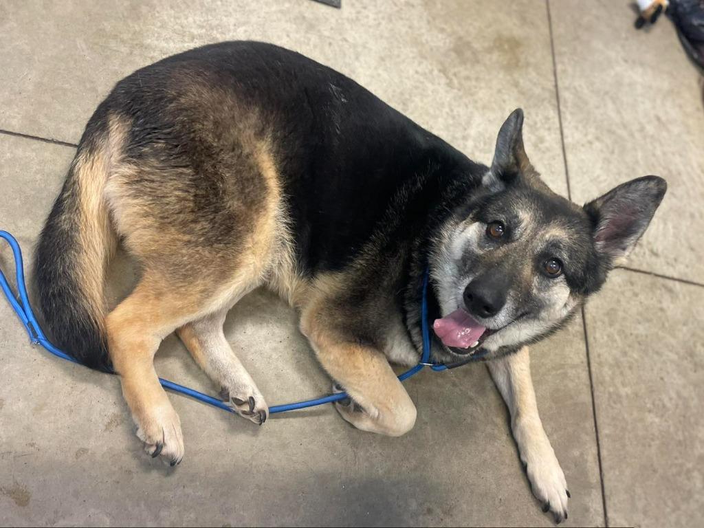 Enlarge Ellie May, an adopted German Shepherd Dog in Calhoun, KY image 2/3