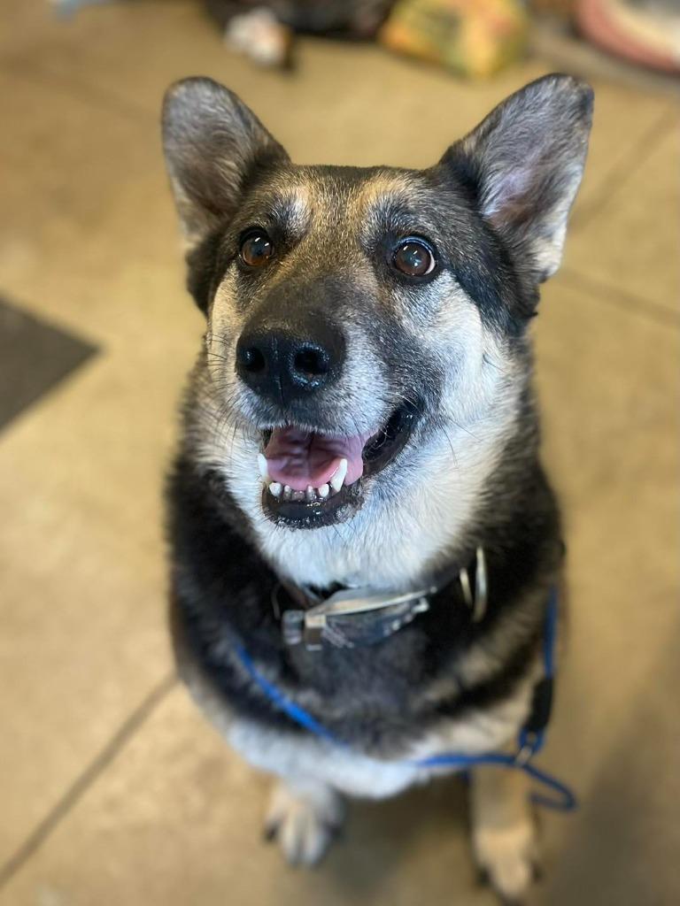 Enlarge Ellie May, an adopted German Shepherd Dog in Calhoun, KY image 3/3