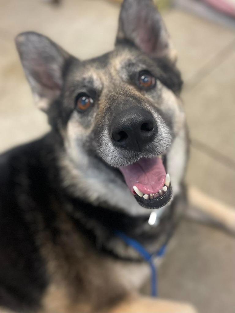 Enlarge Ellie May, an adopted German Shepherd Dog in Calhoun, KY image 1/3