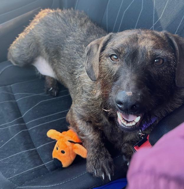 Enlarge Marvin (Sweetest Little Man), a ADOPTABLE mixed breed in Newfoundland, PA image 2/3