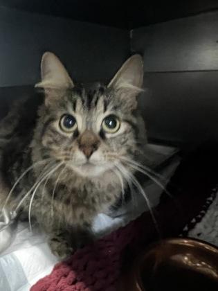 Legume, Adoptable, Adult Male Domestic Short Hair & Domestic Short Hair.