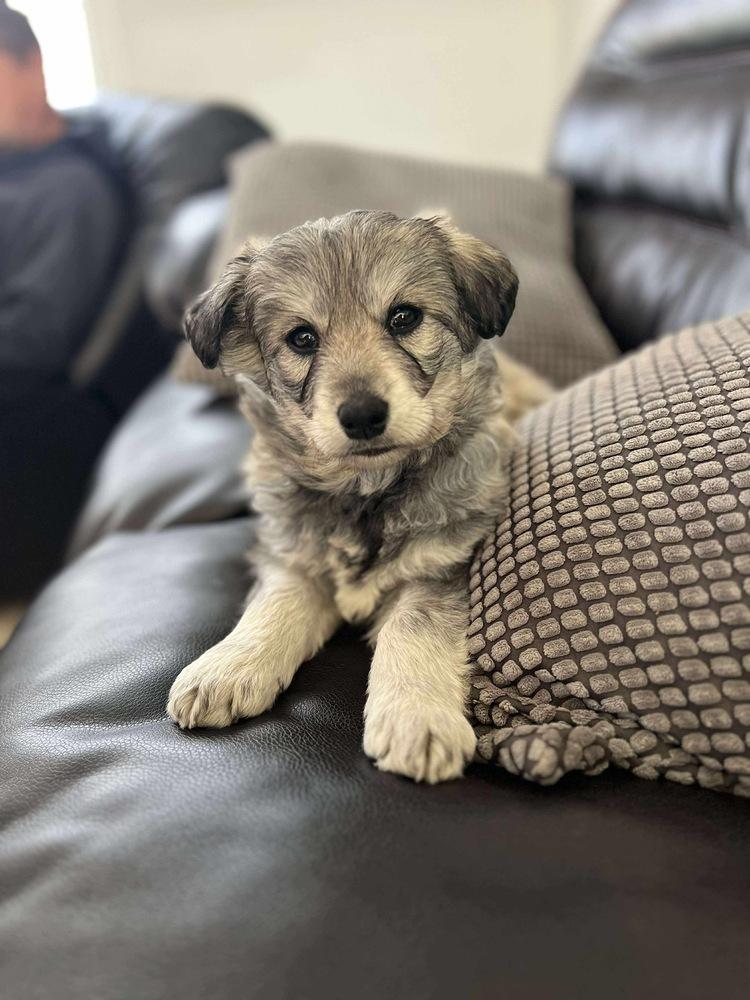 Alasie, a Adoptable mixed breed in Rockland, WI image 1/3