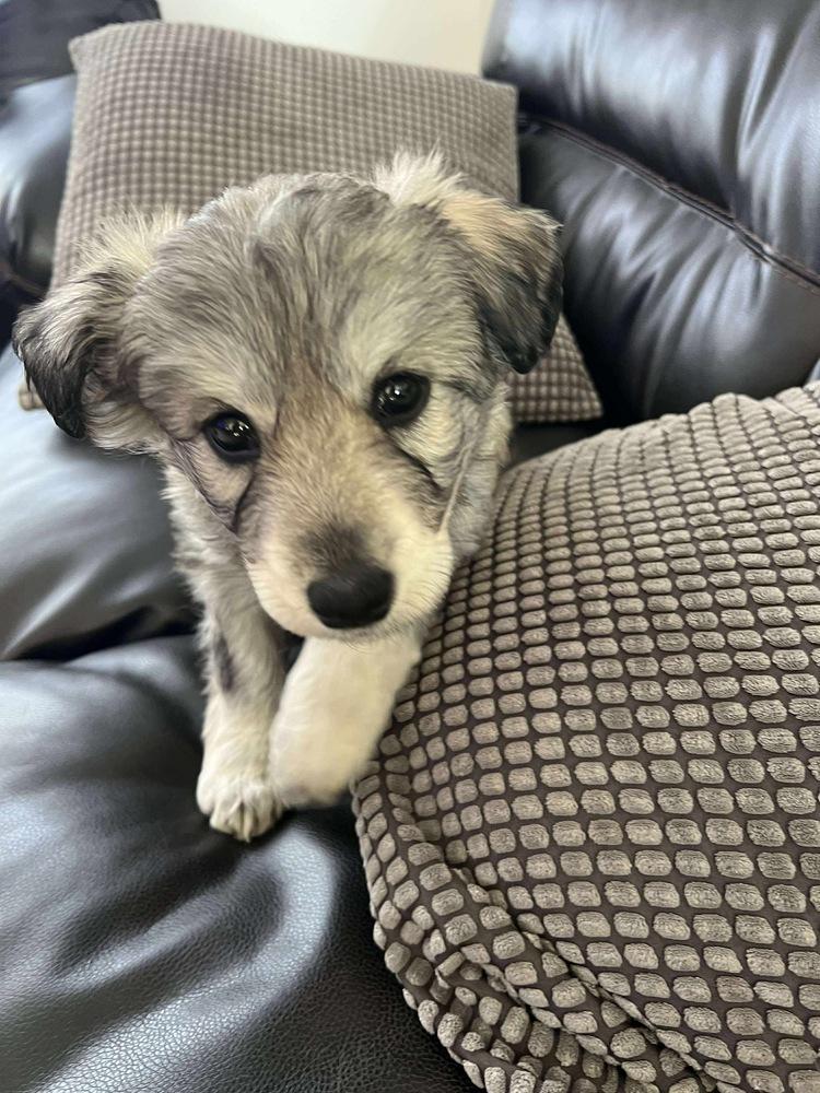 Alasie, a Adoptable mixed breed in Rockland, WI image 2/3