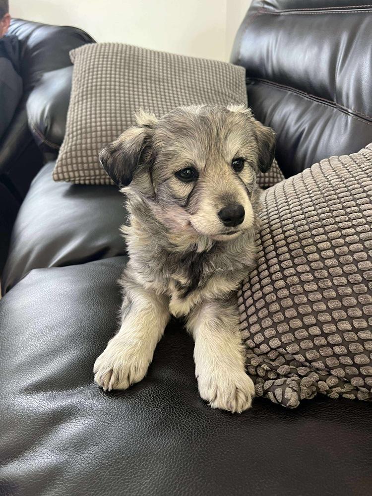 Alasie, a Adoptable mixed breed in Rockland, WI image 3/3