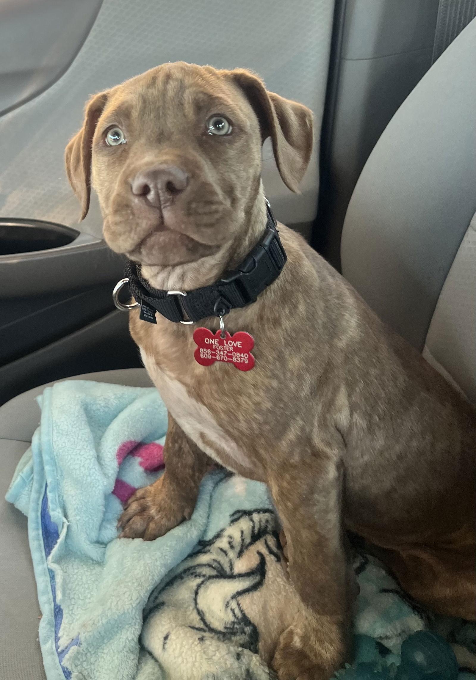 Hope, Adopted, Puppy Female Terrier & Hound.