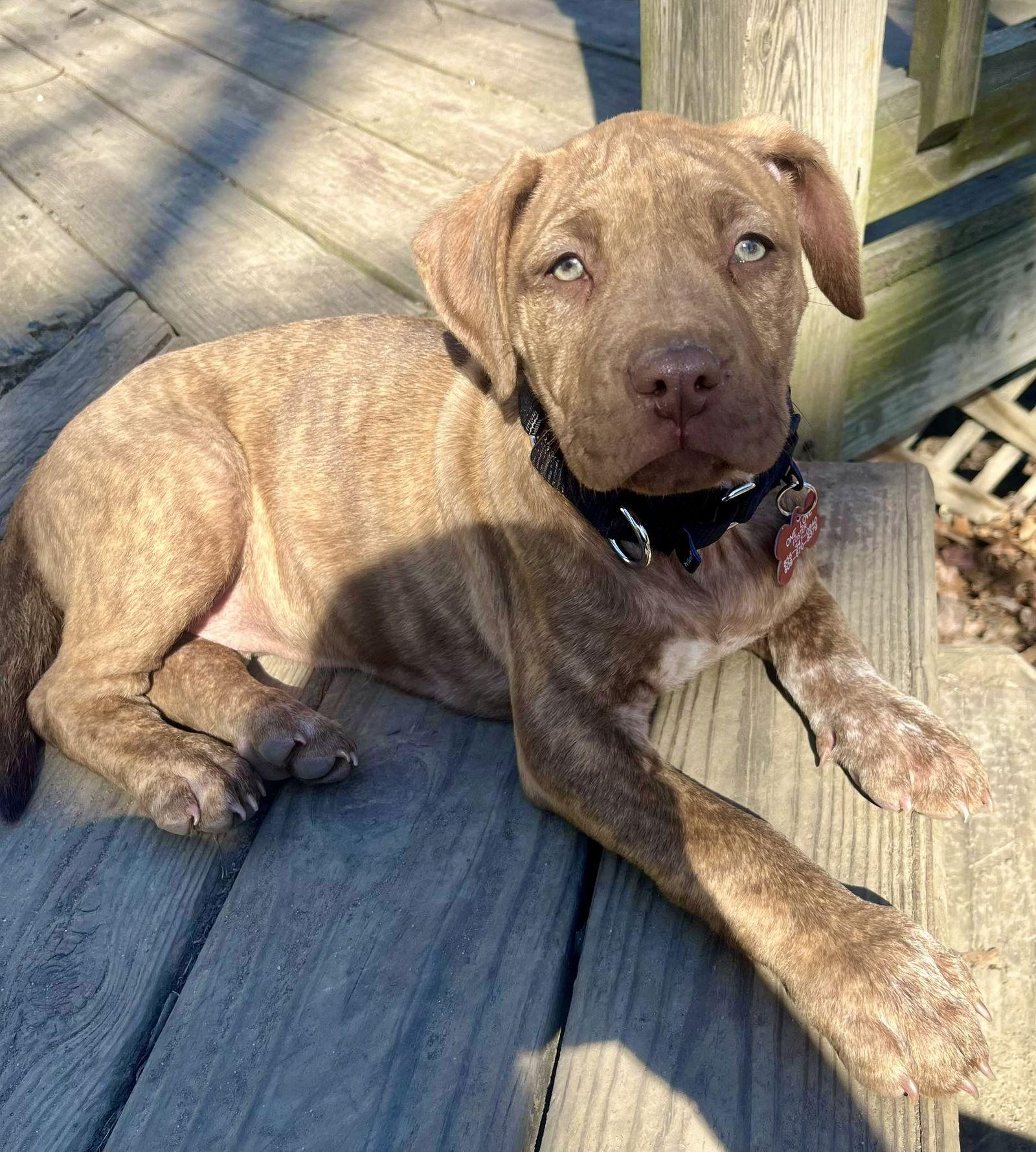 Enlarge Hope, a Adopted mixed breed in Blackwood, NJ image 2/3