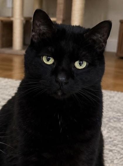 Kiki (Adoption Fee Sponsored), Adoptable, Adult Female Domestic Short Hair & Domestic Short Hair.