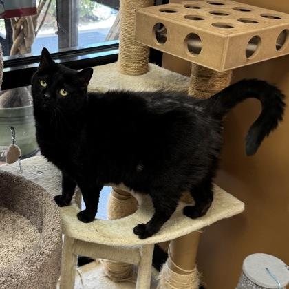 Kiki (Adoption Fee Sponsored), a Adoptable mixed breed in Seneca, SC image 2/3