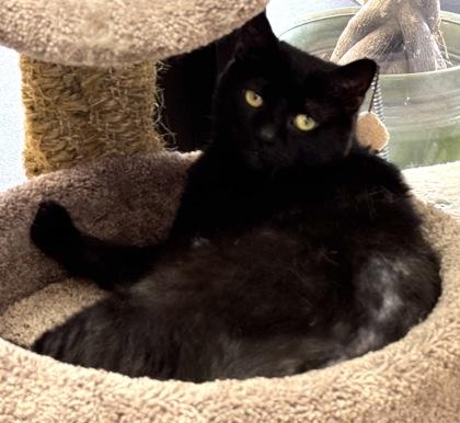 Kiki (Adoption Fee Sponsored), a Adoptable mixed breed in Seneca, SC image 3/3