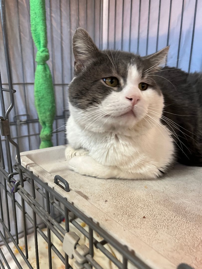 Cat for adoption Farmer a Domestic Short Hair in Mokena, IL Petfinder