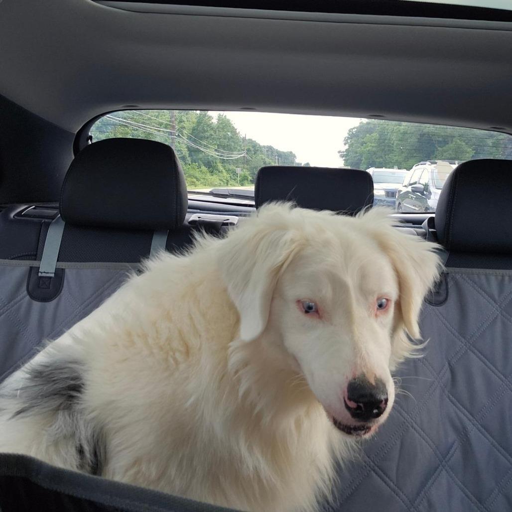 Poe, Adoptable, Adult Male Australian Shepherd.