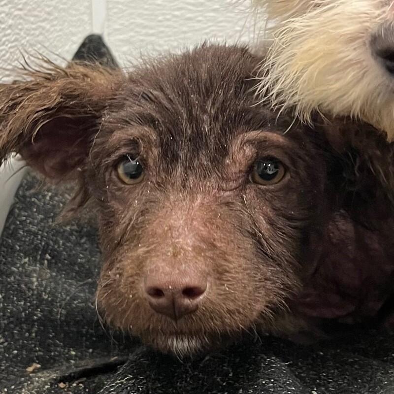 Peachy, Adoptable, Young Female Mixed Breed & Mixed Breed.