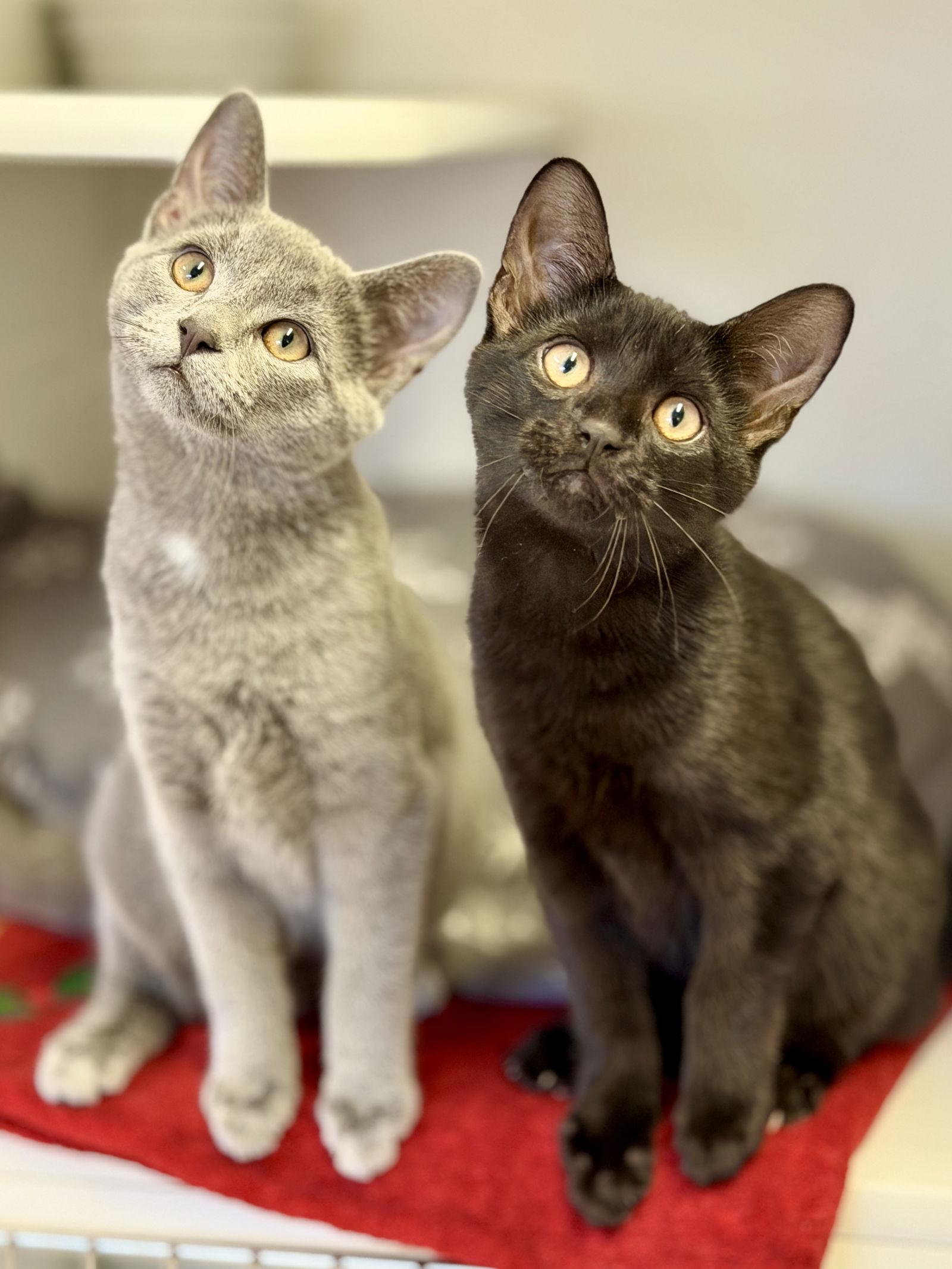 Cedar (Kitten 5), a Adopted Domestic Short Hair in West Cornwall, CT image 1/2