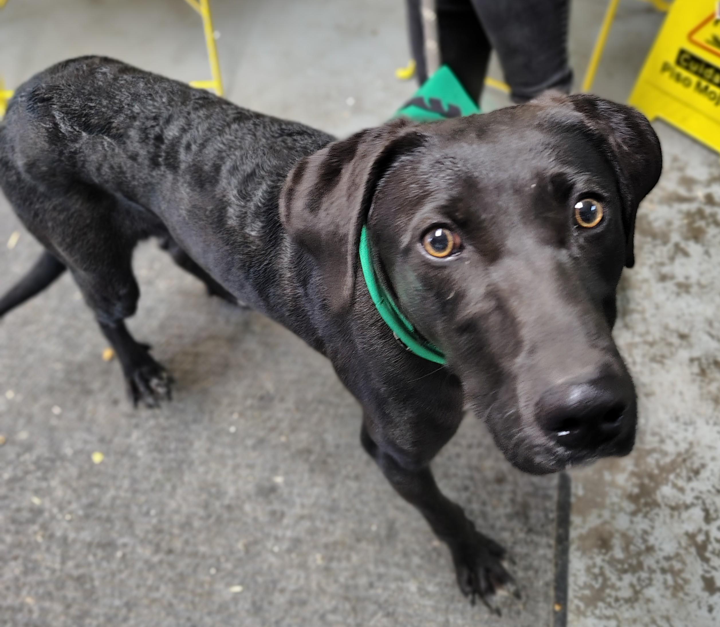 Johnny, Adoptable, Young Male Australian Cattle Dog / Blue Heeler & Labrador Retriever.