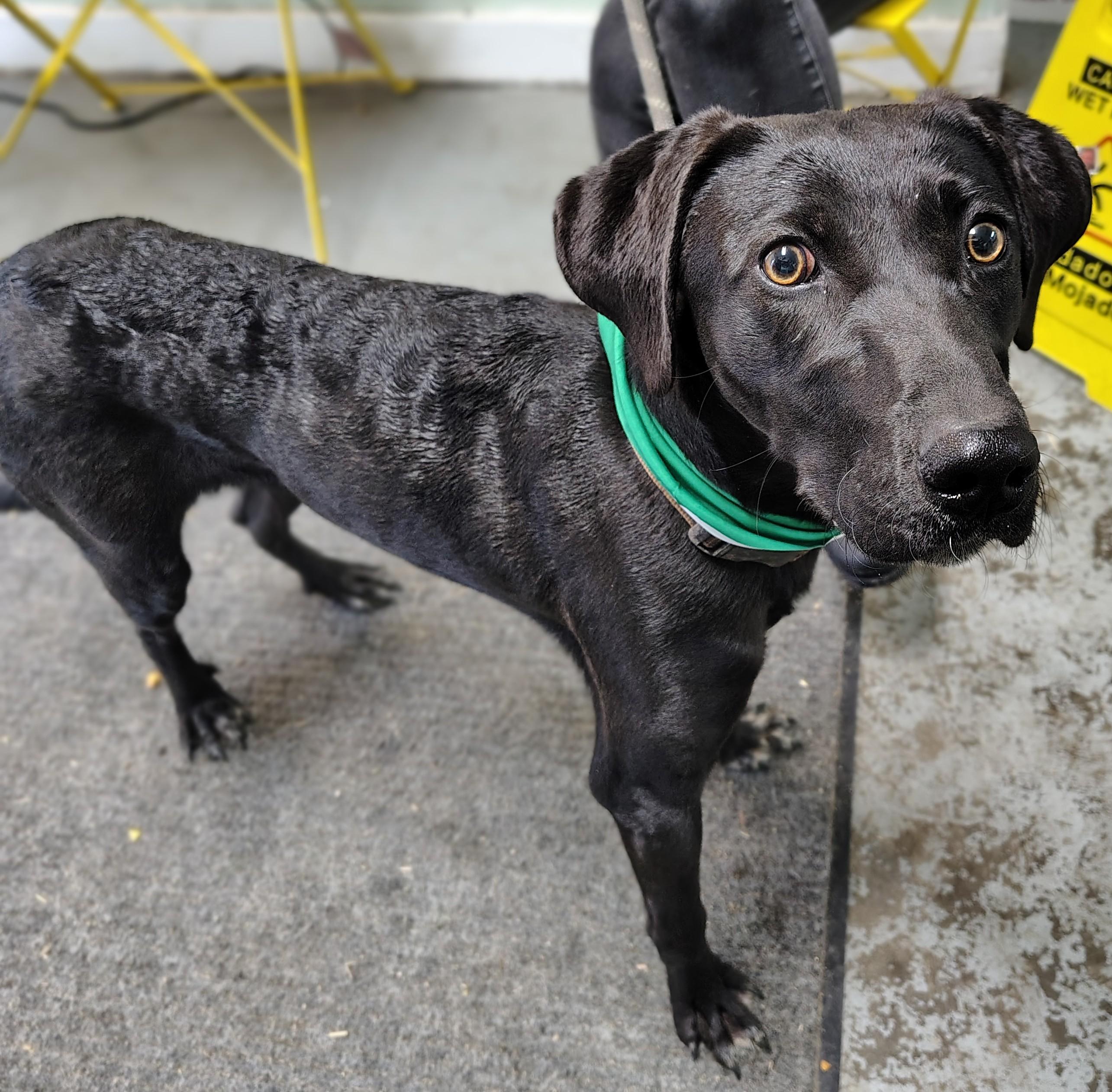 Enlarge Johnny, a Adoptable mixed breed in Fayetteville, WV image 2/2