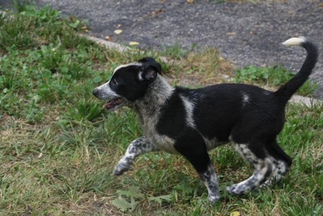 Blackie, a ADOPTABLE mixed breed in Aurora, IL image 5/6