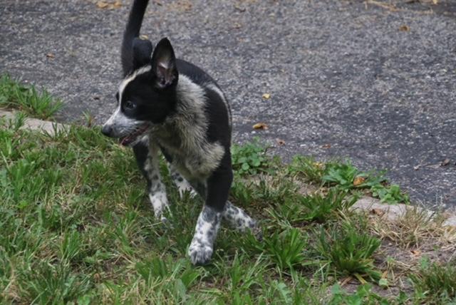 Blackie, a ADOPTABLE mixed breed in Aurora, IL image 4/6
