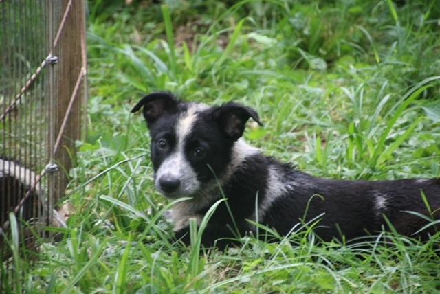Blackie, ADOPTABLE, Puppy Male Cattle Dog.