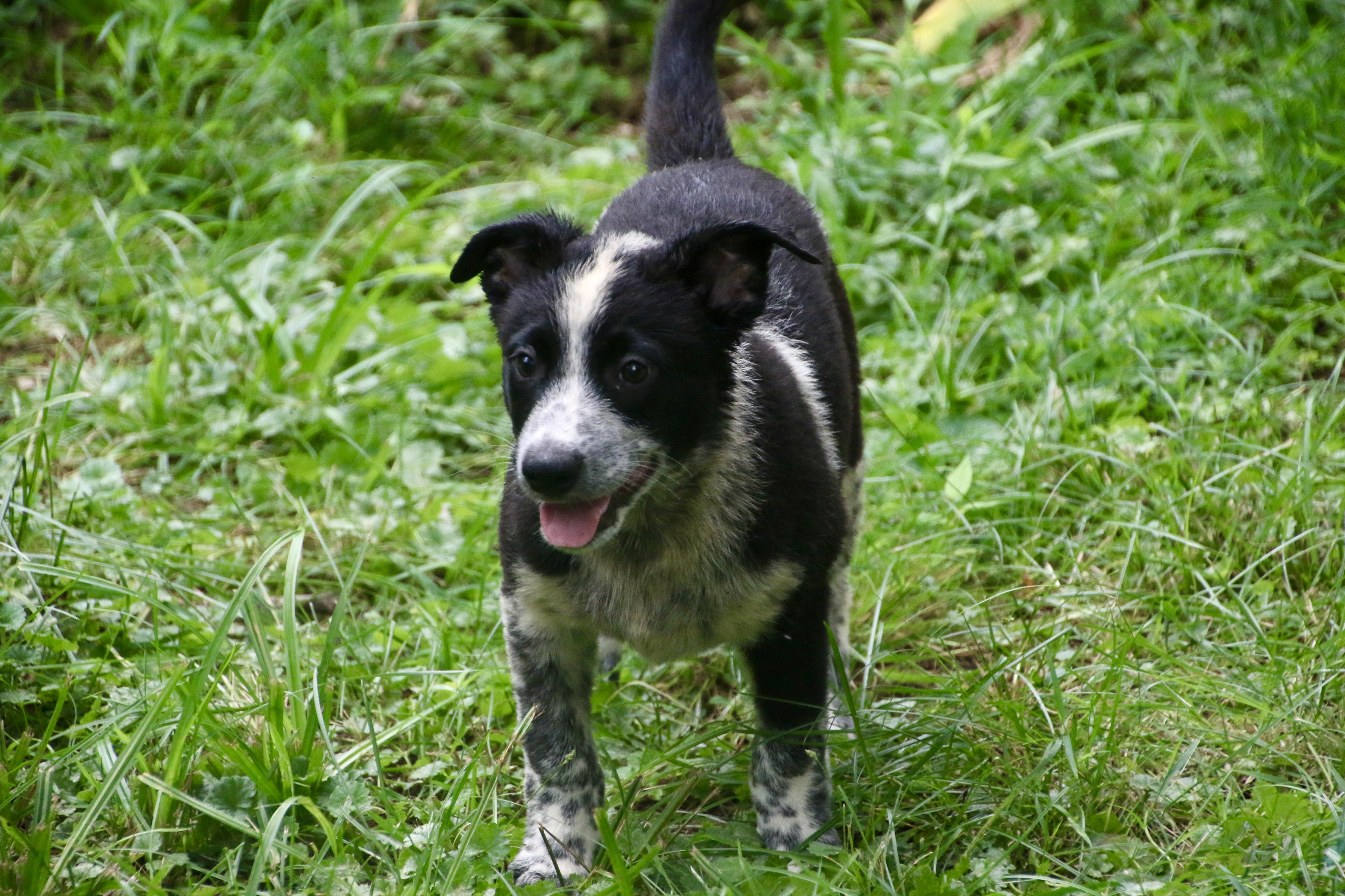 Blackie, a ADOPTABLE mixed breed in Aurora, IL image 2/6