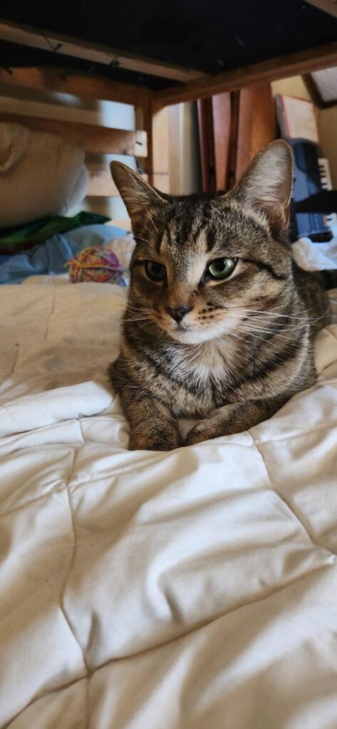 Enlarge Boris, an adopted Tabby in Medford, MA image 1/5