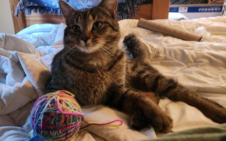 Enlarge Boris, an adopted Tabby in Medford, MA image 3/5