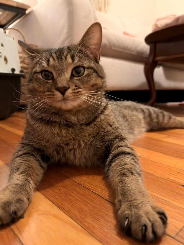 Enlarge Boris, an adopted Tabby in Medford, MA image 5/5