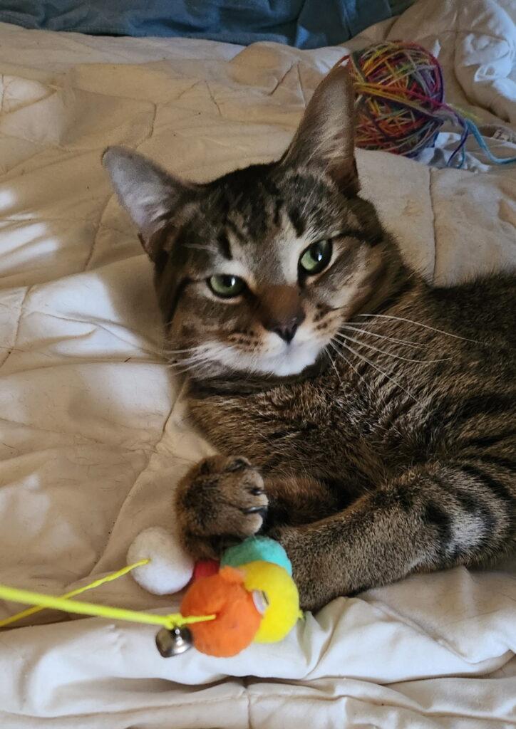 Enlarge Boris, an adopted Tabby in Medford, MA image 4/5