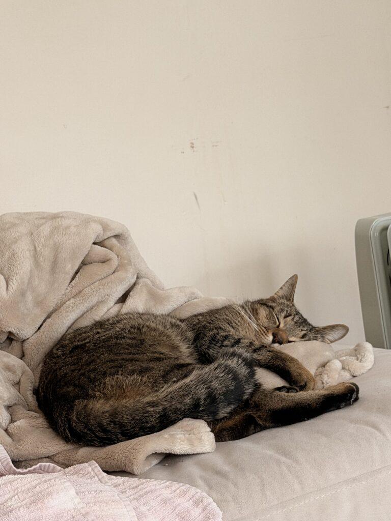 Enlarge Boris, an adopted Tabby in Medford, MA image 2/5