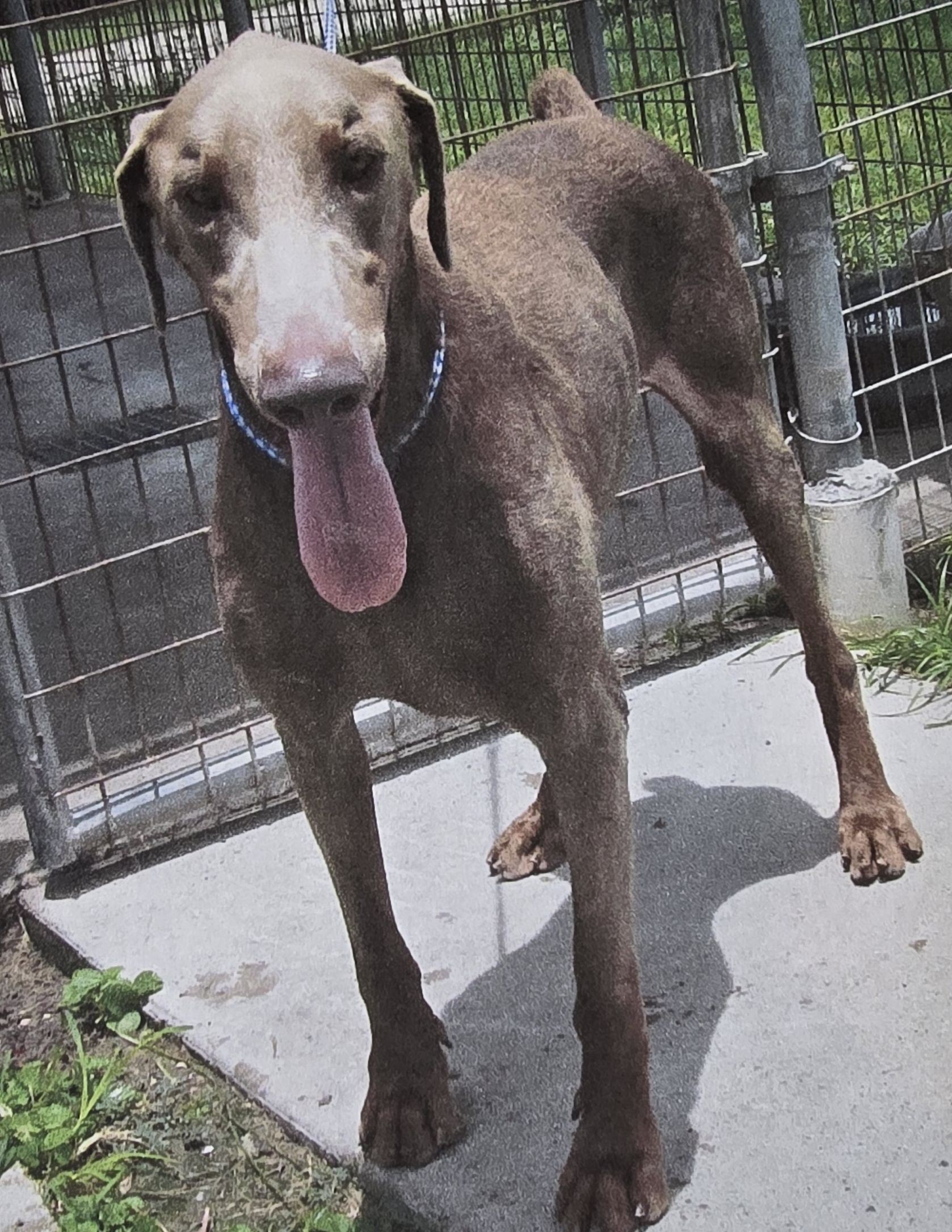 Thor, Adoptable, Adult Male Weimaraner.