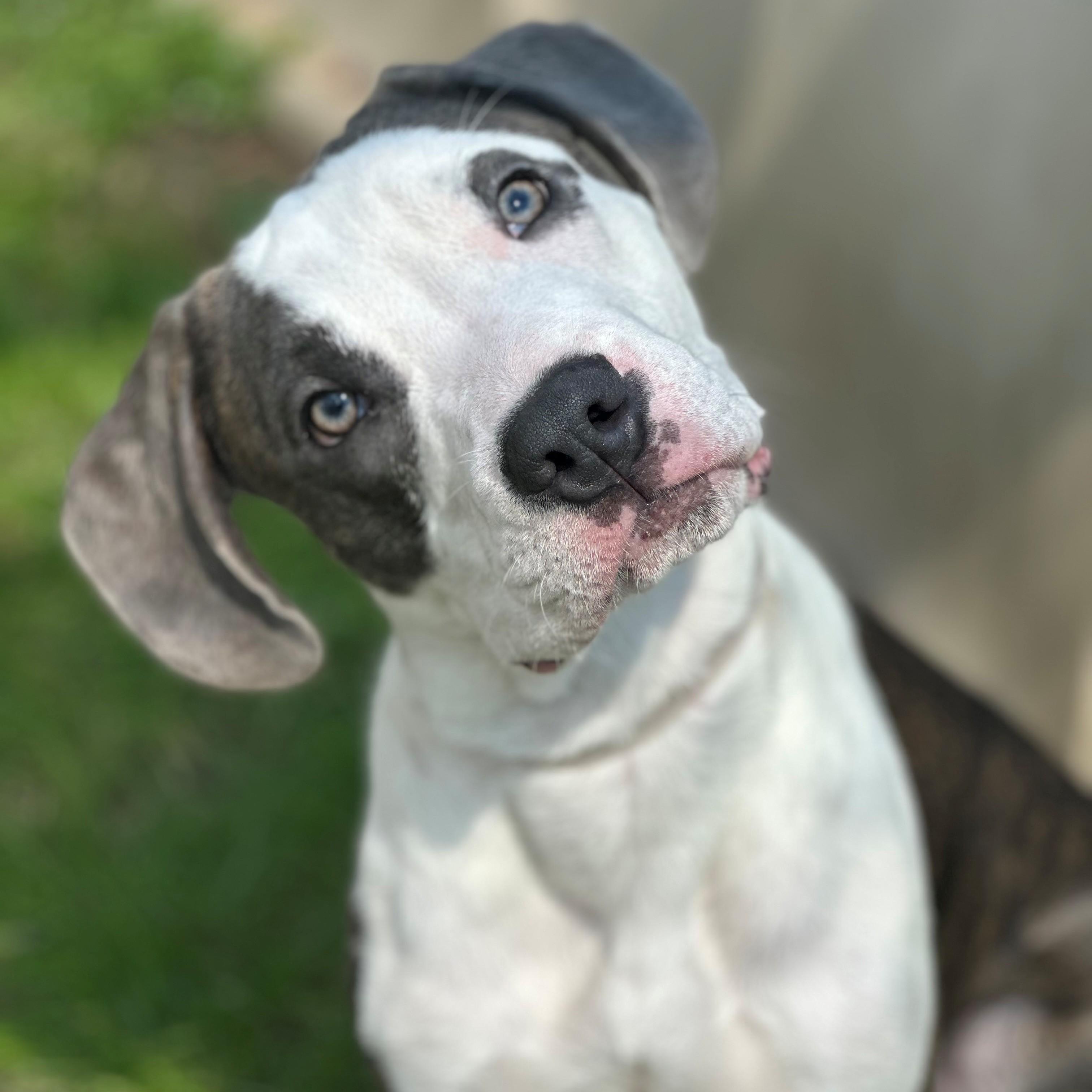 Terrance- #50706, adoptable, Puppy Male Hound.
