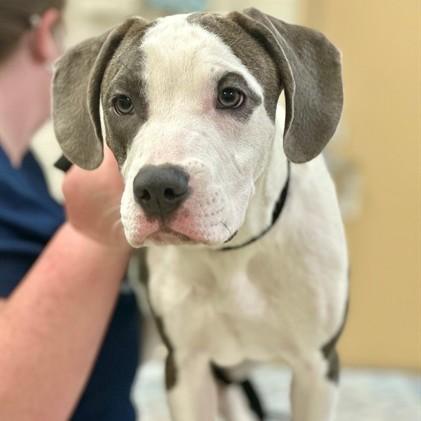 Terrance- #50706, adoptable, Puppy Male Hound.