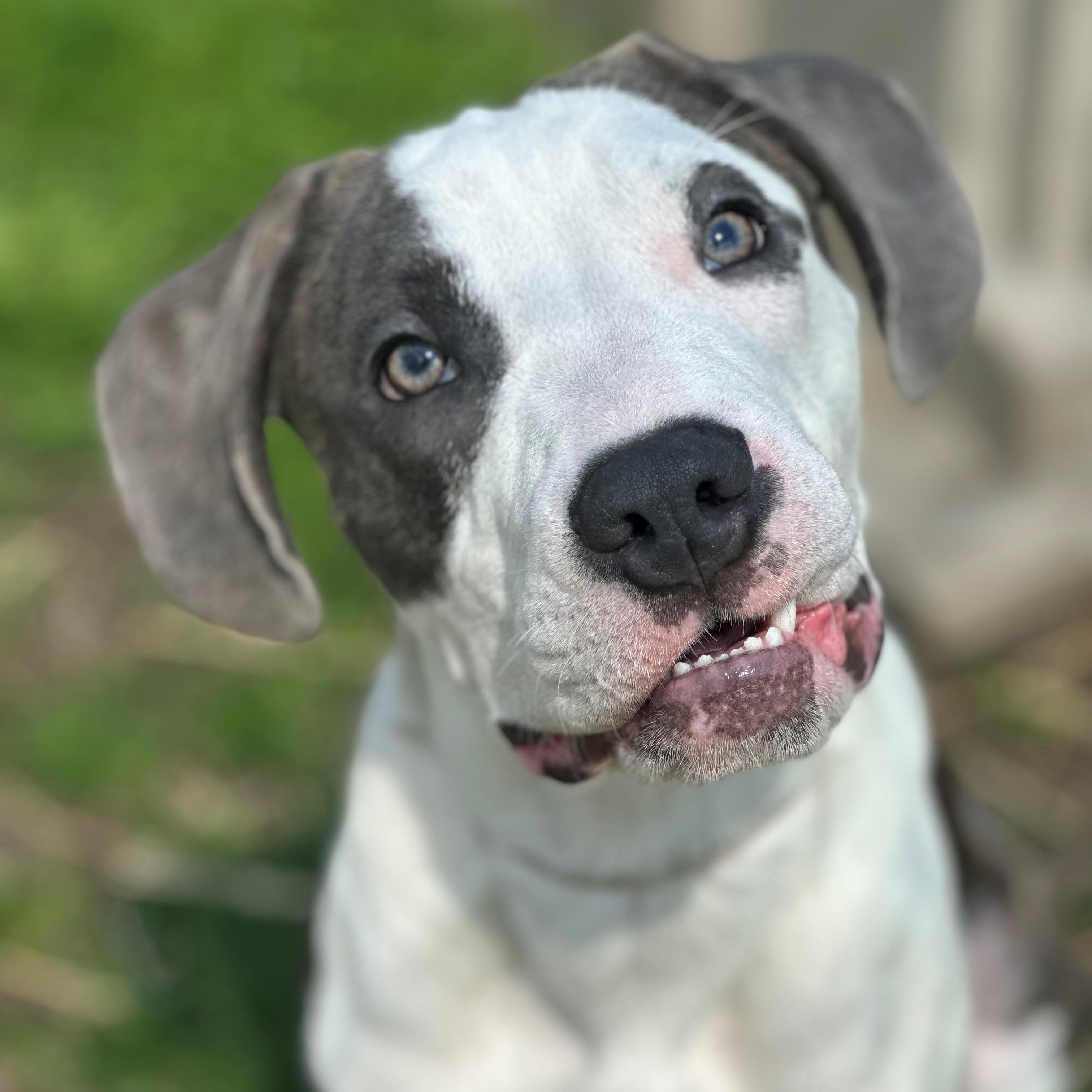 Terrance- #50706, an adoptable mixed breed in Columbia, MD image 3/5